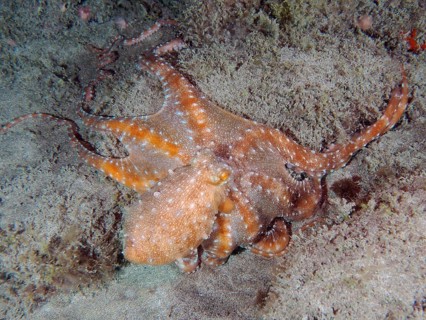 White spotted octopus (Callistoctopus Octopus macropus) at night. Dive site El Cabron Marine