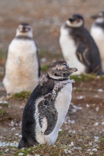 Magellanic penguin (Spheniscus magellanicus) moulting, Penguin National Park on Magdalena Island,