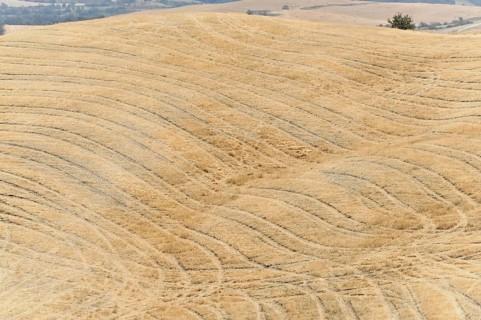 Harvested wheat field, landscape north of Sorano, Tuscany, Italy, Europe