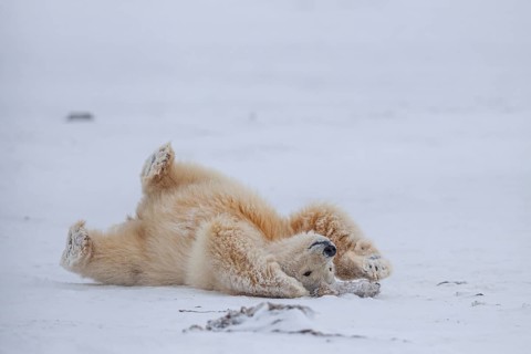Polar bear (Ursus maritimus), young, playing in the snow, Kaktovik, Arctic National Wildlife