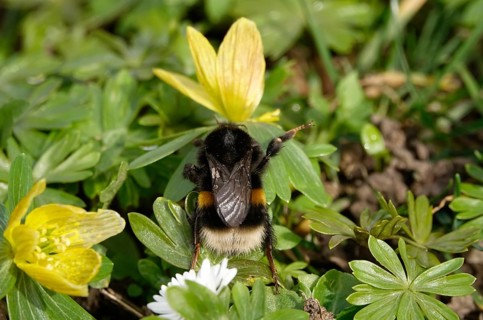 Winter aconite with bumblebee, February, Germany, Europe