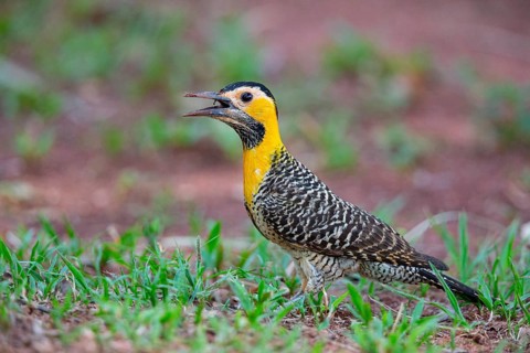 Pileated campo flicker (Colaptes campestris) Pantanal Brazil