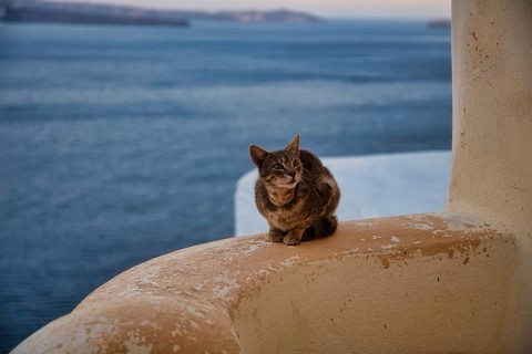 Stray cat, Oia, Santorini, Cyclades, Greece, Europe