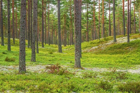 Pine woodland with Cladonia lichens and green blueberry bushes on the forest floor