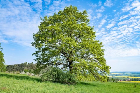 English oak (Quercus robur), solitary tree, blue sky, white clouds, Thuringia, Germany, Europe