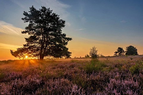 Sunrise in the Mehlinger Heide in bright backlight with a single tree