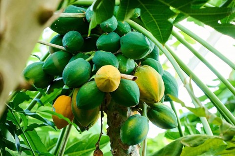 Papaya (Carica papaya) fruits hanging on a tree in a greenhouse, Germany, Europe