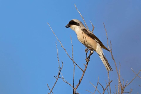 Lesser grey shrike (Lanius minor), Dobruja, Bulgaria, Europe