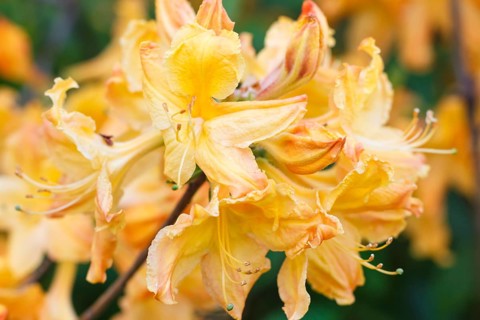 Rhododendron (azalea) flowers of various colors in the spring garden. Closeup. Blurred background