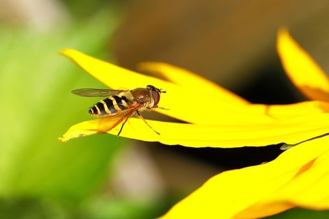 Marmalade hoverfly (Episyrphus balteatus), on yellow coneflower (Echinacea paradoxa), Wilden, North
