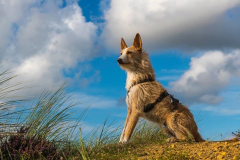 Podengo Portugues (Wirehaired) male dog observes the surroundings with interest, Oksbol, Region