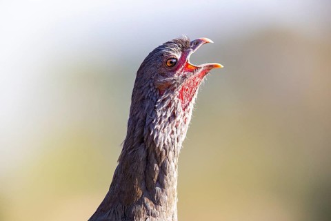 Chaco chachalaca (Ortalis canicollis) Pantanal Brazil