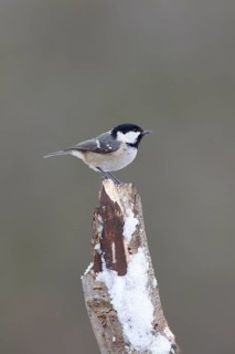 Coal tit (Periparus ater) adult bird on a snow covered tree stump, England, United Kingdom, Europe