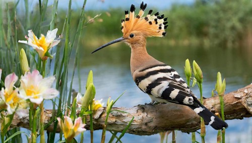 KI generated, animal, animals, bird, birds, biotope, habitat, a, individual, water, reeds, water