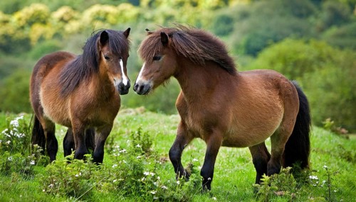 KI generated, animal, animals, mammal, mammals, biotope, habitat, two, mares, foraging, wildlife,