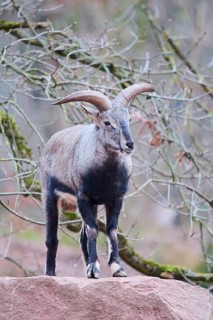 Bharal (Pseudois nayaur), standing on a rock, Bavaria, Germany, Europe