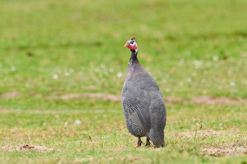 Helmeted guineafowl (Numida meleagris) on a meadow, Bavaria, Germany, Europe