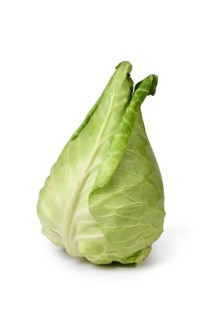 Single pointed cabbage vegetable on white background