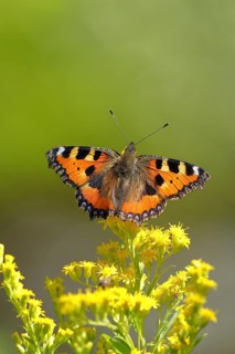 Small tortoiseshell (Aglais urticae), on a goldenrod (Solidago) flower, Wilden, North