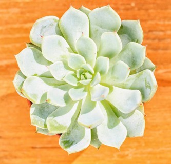 Beautiful little plant, succulent in a small flower pot. on the wooden background