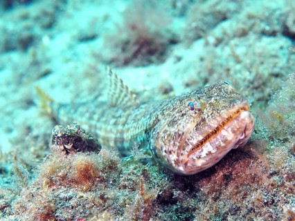 Atlantic lizardfish (Synodus saurus), El Cabron Marine Reserve Dive Site, Arinaga, Gran Canaria,