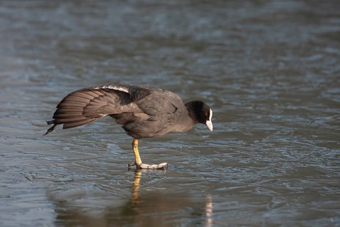 Coot (Fulica atra) adult bird stretching its wing on a frozen lake, England, United Kingdom, Europe