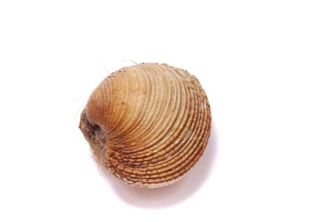 Clams