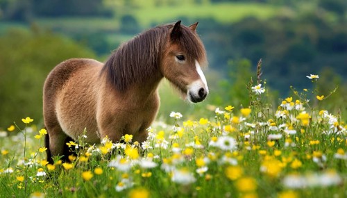 KI generated, animal, animals, mammal, mammals, biotope, habitat, one, individual animal, foraging,