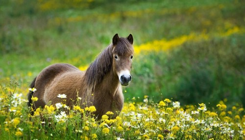 KI generated, animal, animals, mammal, mammals, biotope, habitat, one, individual animal, foraging,
