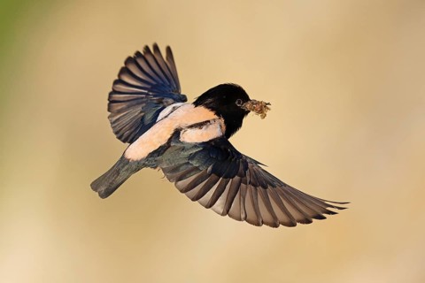 Roseate starling (Pastor roseus), adult bird, flying with food, Dobruja, Romania, Europe