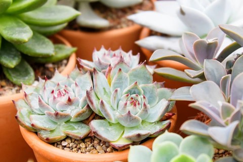 Various types of succulent in flower pots in the greenhouse. Closeup, selective focus