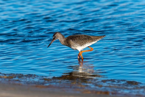 Common redshank (Tringa totanus) wading through the water in search of food, Henne, Region
