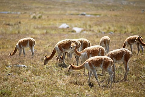 Vicunas or vicunas (Vicugna vicugna) in a meadow in the Andean highlands, Andahuaylas, Apurimac.