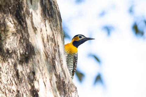 Pileated campo flicker (Colaptes campestris) Pantanal Brazil