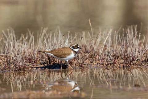 Little ringed plover (Charadrius dubius) on a wet mud flat with water reflections in a puddle of