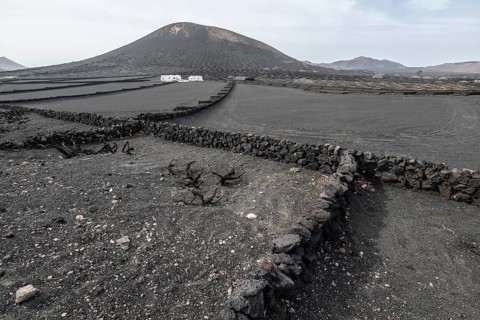 Wine growing in volcanic ash pits protected by dry stone walls, Yaiza, Lanzarote, Canary Islands,