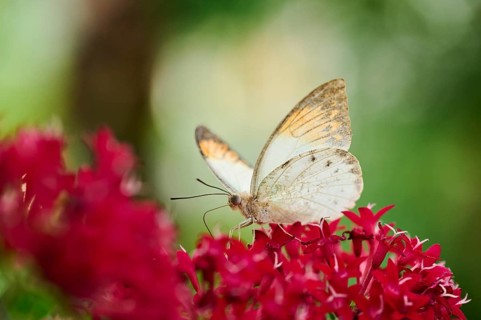 Black-veined white butterfly (Pieridae) sitting on a flower, Germany, Europe