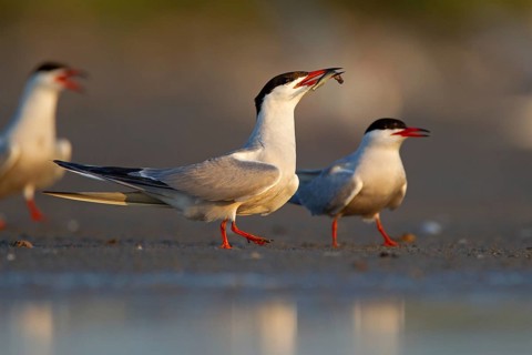 Common Tern (Sterna hirundo), courtship display with fish in beak, Danube Delta Biosphere Reserve,