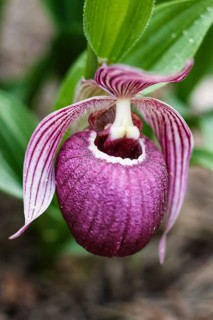 Beautiful orchids of different colors on green background in the garden. Lady's-slipper hybrids.