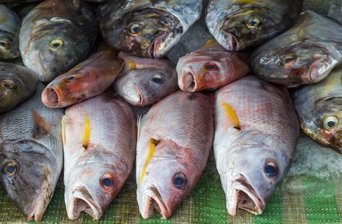 Fresh red snapper on ice in the market