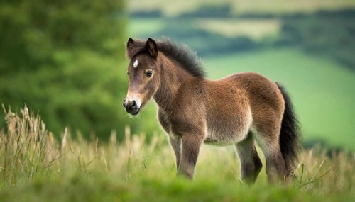 KI generated, animal, animals, mammal, mammals, biotope, habitat, one, individual animal, foraging,