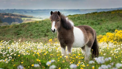 KI generated, animal, animals, mammal, mammals, biotope, habitat, one, individual animal, foraging,