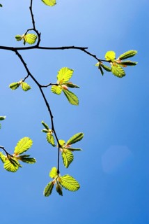 A branch with very young leaves of a common hornbeam (Carpinus betulus) in early spring