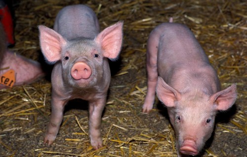 A piglet in the pigsty looks curiously at the photographer