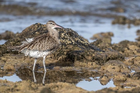 Eurasian curlew (Numenius arquata), Costa Teguise, Lanzarote, Spain, Europe