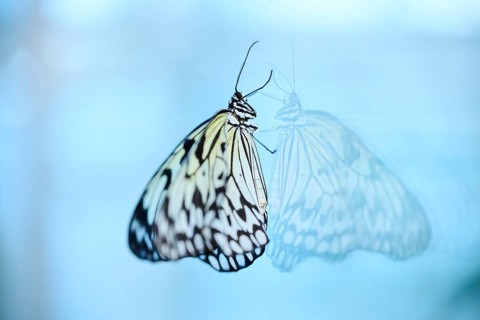Paper kite butterfly (Idea leuconoe) butterfly sitting on a glass, Germany, Europe