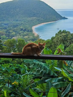 A red cat on a terrace in the foreground, in the background the beach Grande Anse on Basse Terre,