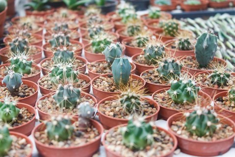 Small succulent plants background. greenhouse, top view, floral texture