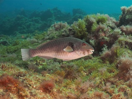 Mediterranean parrotfish (Sparisoma cretense), El Cabron marine reserve dive site, Arinaga, Gran