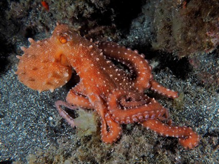 White-spotted octopus (Callistoctopus octopus macropus) at night. Dive site Los Cancajos, La Palma,